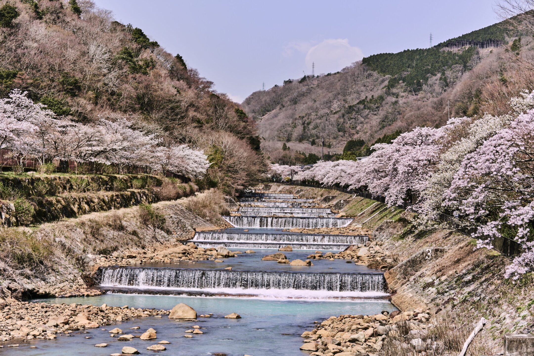 Sakura Haya river_1