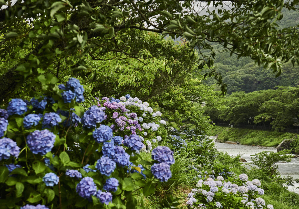 202007Ajisai&River_H5