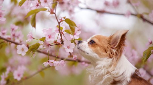 Blossoming,Of,Cherry,And,Chihuahua,Dog