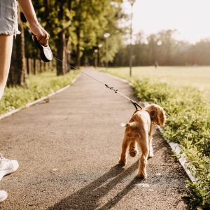 Close-up,Of,A,Woman,Walking,With,Her,Little,Dog,Using