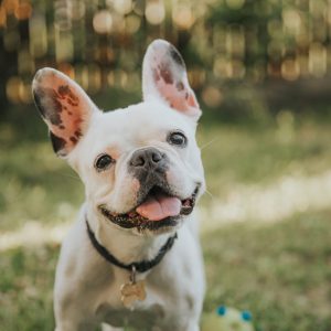 Happy,French,Bulldog,Playing,In,The,Garden.