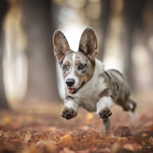 A,Funny,Marbled,Welsh,Corgi,Cardigan,Puppy,With,Multi-colored,Eyes