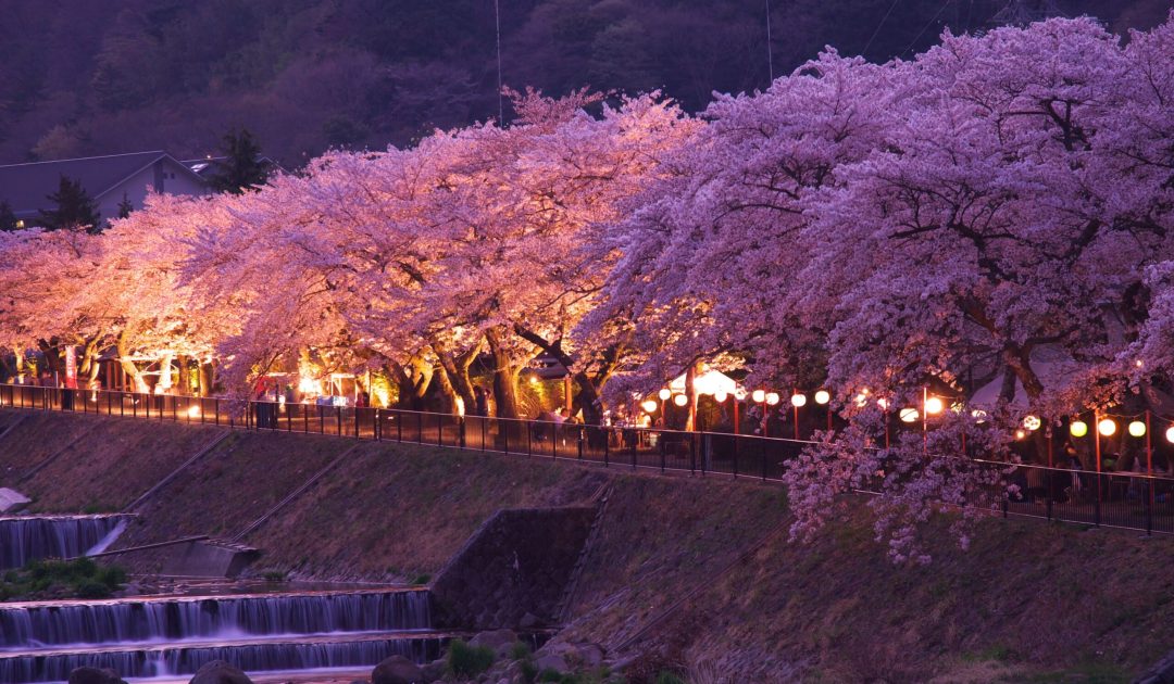 早川桜