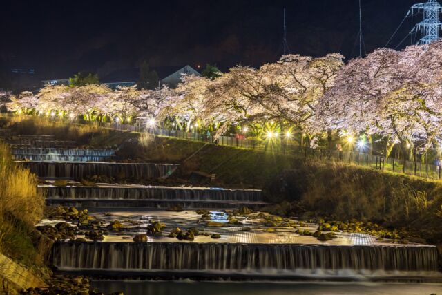 ホテルすぐ側の「宮城野早川堤の桜」のライトアップが3/25より開始されます！
（開花状況次第で早まる可能性もございます）
ぜひ夜のお花見もお楽しみください🌸  Experience the enchantment of cherry blossoms along the Hayakawa river! 🌸✨ Starting March 25th, these delicate blooms will be illuminated, creating a magical sight. Don't miss this captivating nighttime experience! 🌙
------
#hotelindigohakonegora 
#hotelindigo #IHGHotels 
#夜桜 #お花見 #箱根 #桜ライトアップ 
#宮城野早川堤の桜