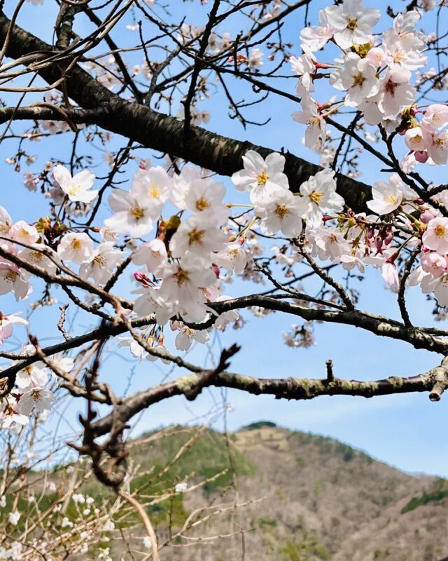 「大文字」をバックに桜をパシャリ📸
明日は少しでも晴れますように☀️
(2024.4.2撮影)  The ultimate combination: mountains and cherry blossoms!
Hopefully, tomorrow will be sunny even just a bit... 🌸☀️
（Photo taken on April 2, 2024）
------
#hotelindigohakonegora 
#hotelindigo #ihghotels 
#桜 #大文字 #hakone 
#お花見 #箱根ホテル