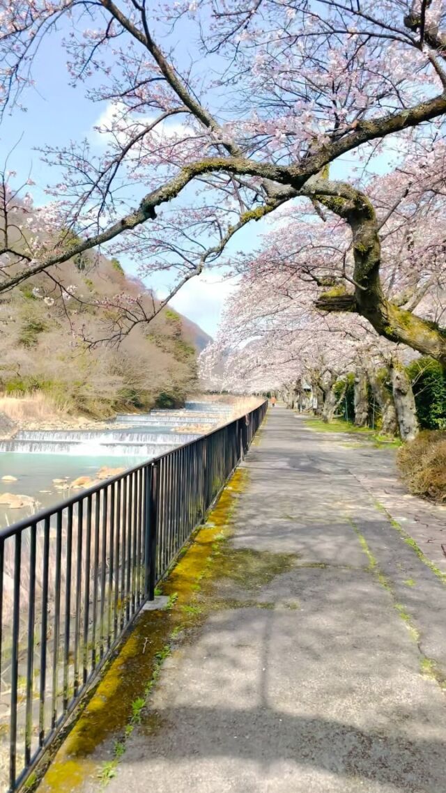 もう間もなく満開🌸
ホテルすぐ側の「宮城野早川堤の桜」が見頃を迎えています。
18時頃よりライトアップも行っているので夜桜も楽しめますよ⭐️
（2024.4.2撮影）
 
Spring has arrived in full bloom! 
The cherry blossoms along the Miyagino Hayakawa River, right next to our hotel, are now at their best. 🌸
✨ Don't miss out on the magic of nighttime cherry blossoms! 🌙 
Take a leisurely stroll under the twinkling lights and immerse yourself in the enchanting beauty of the night. ✨
（Video taken on April 2, 2024）
——
#hotelindigohakonegora
#hotelindigo #ihghotels
#hakone #箱根 #お花見スポット
#宮城野早川堤の桜 #桜並木