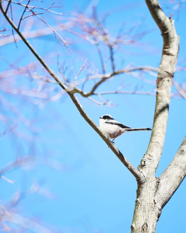 自然豊かな箱根で癒される時間✨
ホテル周辺の鳥たちが飛び交う姿を見るとほっこりします。
大自然のパワーで、心も体もリフレッシュ🍃  ✨ Escape to the nature-rich paradise of Hakone! ✨
There’s nothing more heartwarming than watching birds flutter freely around the hotel. 🌿💛
Let the power of nature refresh your mind, body, and soul! 🍃💆‍♂️
------
#hotelindigohakonegora
#hotelindigo #hakone #naturelovers 
#温泉旅行 #箱根 #足湯 #onsen