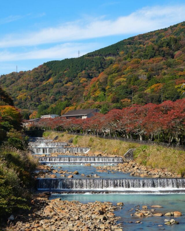 ホテルすぐそばを流れる早川と、色づく箱根の山々。
秋の訪れを感じる、穏やかな景色が広がっています。🍂

🍂 The Hayakawa River flows gently beside our hotel,
surrounded by Hakone’s mountains dressed in autumn colors. 🍁
Slow down, take in the view, and feel the calm of the season wash over you. ✨
👉 Come and experience the beauty of autumn in Hakone.
------
#hotelindigohakonegora 
#hakone #強羅 #紅葉 #温泉旅行