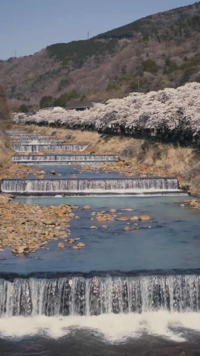 ホテルからすぐ側の「宮城野早川堤の桜」が、見ごろを迎えました🌸
早川沿いに連なるソメイヨシノが、 この季節ならではの美しい景色を描きます。
春の穏やかな趣に満ちた滞在をお楽しみください。
 
The cherry blossoms along the Miyagino Hayakawa Riverside, just steps from the hotel, are now at their peak. 🌸
Rows of Somei Yoshino trees line the river, creating a beautiful scene unique to this season. 
Take in this fleeting beauty.
——
#hotelindigohakonegora
#hakone #sakura #温泉旅行